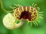 : - Aristolochia fimbriata