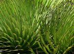 : - Agave stricta