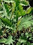 : - Bocconia arborea