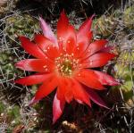 : - Echinopsis hertrichiana