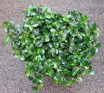 :-Ficus vaccinioides