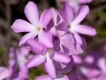: - Leptodactylon californicum