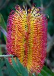 : - Banksia seminuda