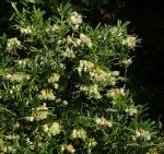 : - Grevillea lanigera