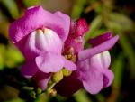 : - Antirrhinum australe