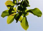 : - Magnolia sprengeri