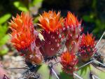 : - Opuntia riviereana