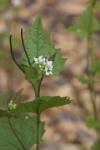 Knoblauchsrauke - Alliaria petiolata