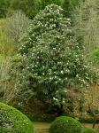 : - Rhododendron grande