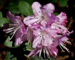 : - Rhododendron racemosum