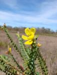 : - Chamaecrista ramosa var. lucida