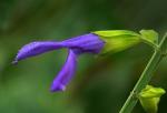 : - Salvia mexicana