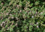 Säckelblume - Ceanothus impressus