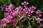 : - Clarkia concinna