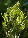 : - Albuca setosa