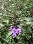 : - Dioclea grandiflora