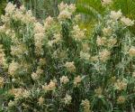 : - Buddleja loricata