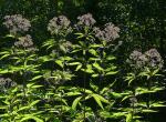 : - Eutrochium fistulosum