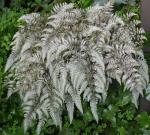 : - Athyrium brevisorum
