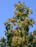 : - Caldcluvia paniculosa