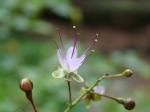 : - Hirtella gracilipes