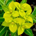 :-Euphorbia jacquemontii