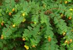 : - Hypericum uralum