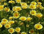 : - Layia platyglossa