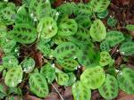 Gebetspflanze - Maranta leuconeura