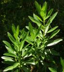: - Lobelia polyphylla