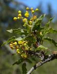 : - Mahonia nevinii
