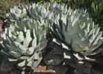 : - Agave parryi var. huachucensis