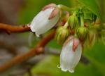 : - Lyonia mariana