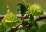 : - Nothofagus macrocarpa
