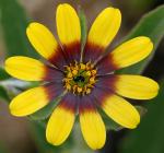 : - Monoculus monstrosus