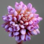 : - Persicaria capitata