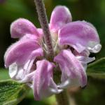 : - Phlomis purpurea subsp. purpurea