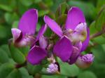 : - Polygala fruticosa