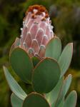 : - Protea speciosa