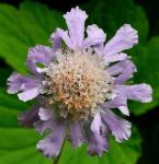 Japanische Skabiose - Scabiosa japonica