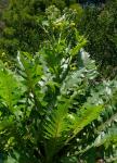 El-Hierro-Gänsedistel - Sonchus hierrensis