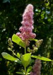 Douglas-Spierstrauch - Spiraea douglasii