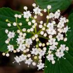 : - Viburnum hupehense subsp. hupehense