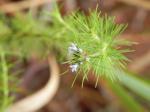 : - Psyllocarpus phyllocephalus