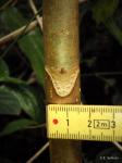 : - Polyscias fulva