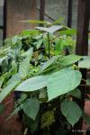 :-Ficus mucuso