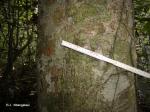 : - Gigasiphon macrosiphon