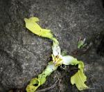 : - Lettowianthus stellatus