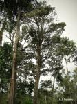 : - Manilkara obovata