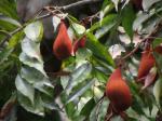: - Schefflerodendron usambarense